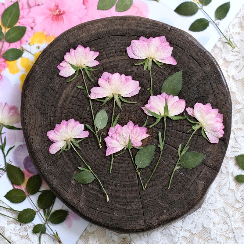 12pcs,Real Dried Pressed Flowe - Resin Art Baby ulasan dan harga