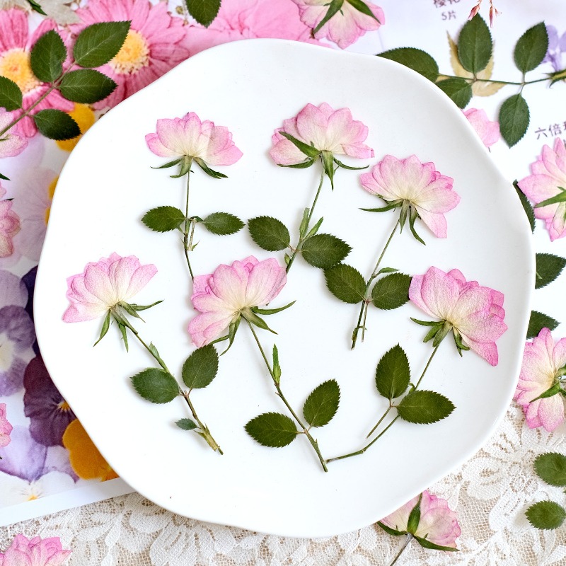 12pcs,Real Dried Pressed Flowe - Resin Art Baby ulasan dan harga