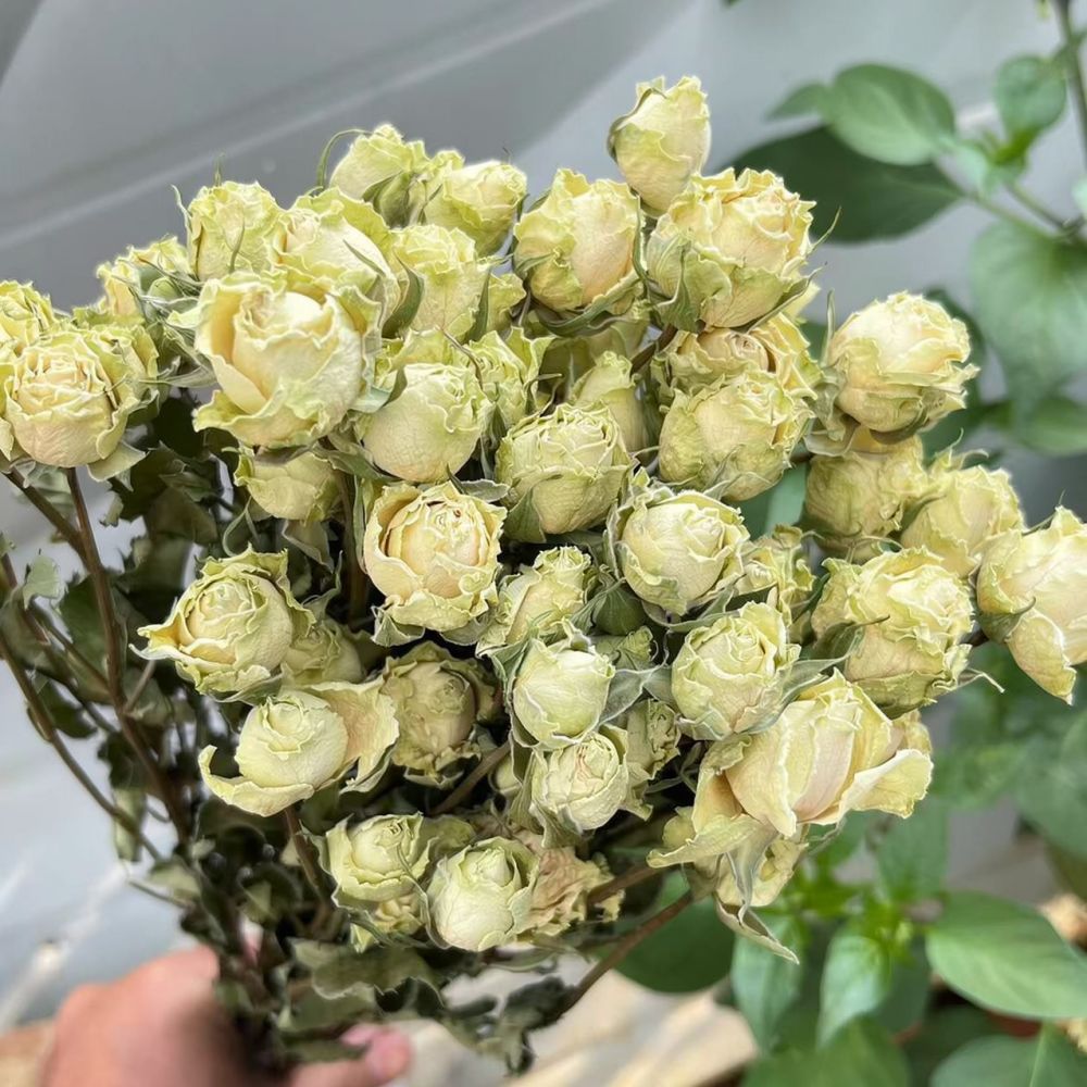 Natural Dried Rose Flower Bouq - Resin Art Rose ulasan dan harga